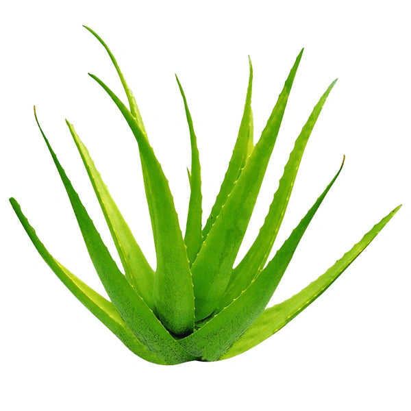 Kép