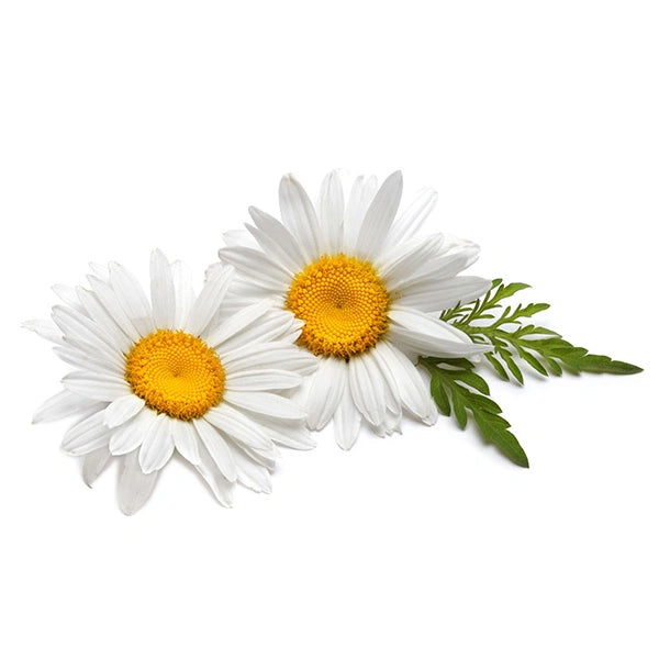 Kép